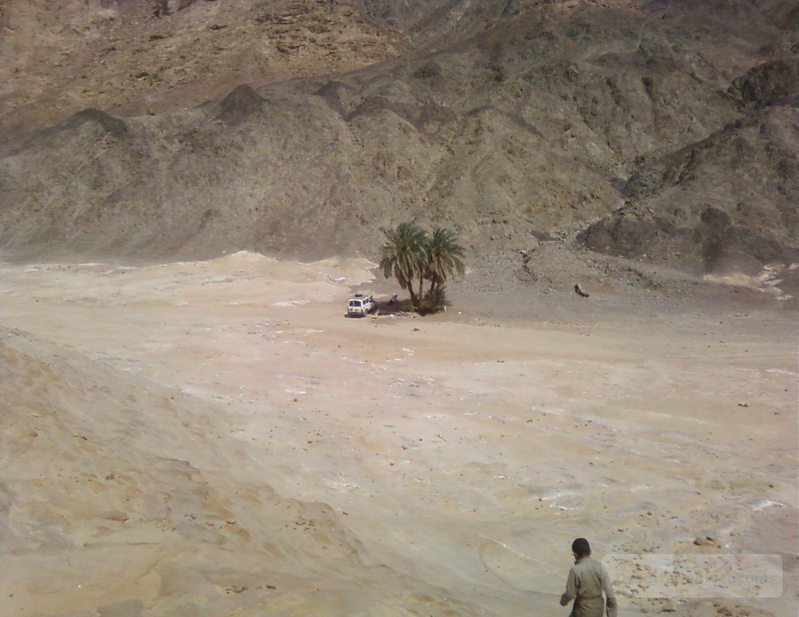 Remote desert plain in central Sinai with a small cluster of palm trees and a vehicle beside Bir el Berea.