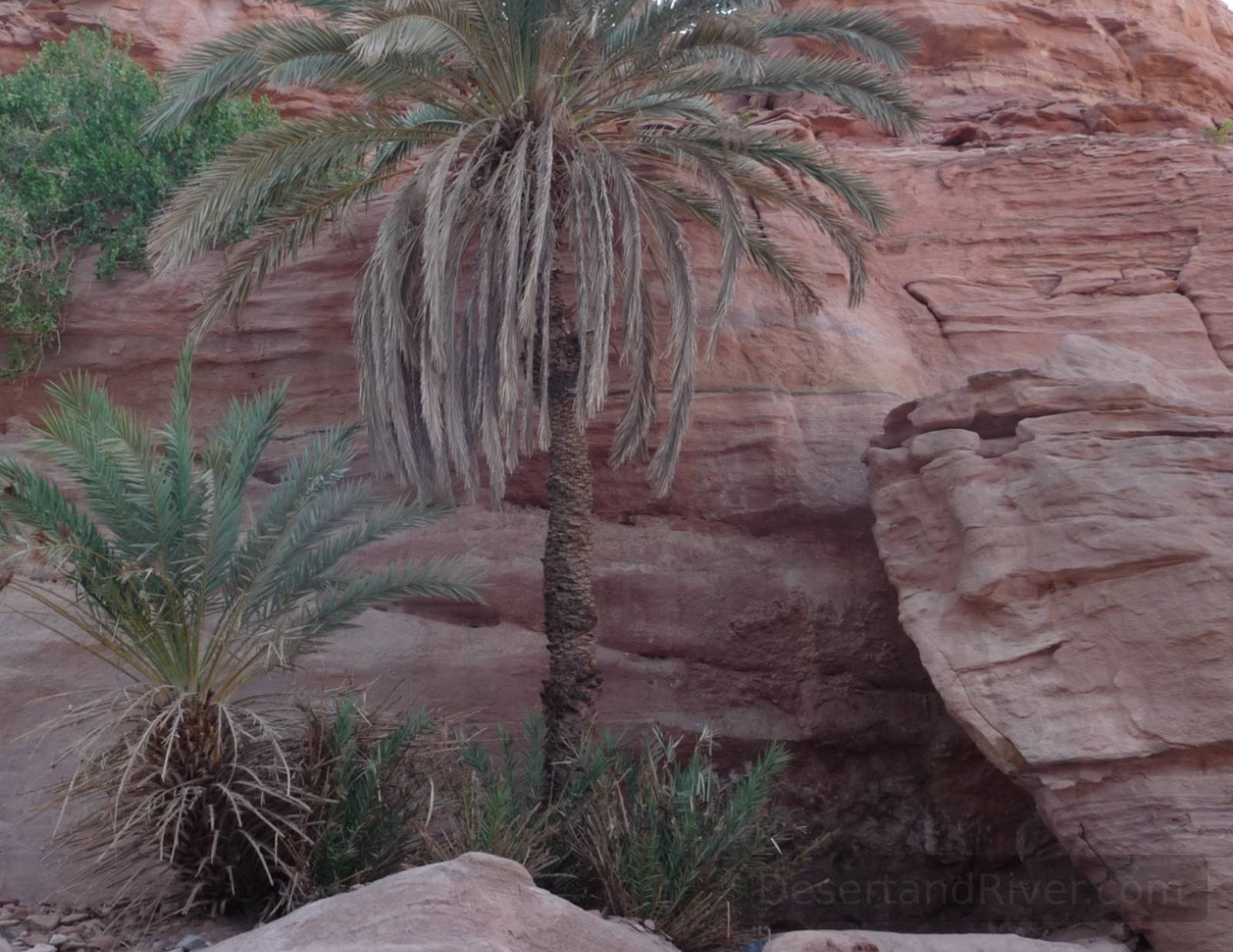 Palm trees and desert vegetation at Melahith Oasis in Sinai, framed by red sandstone canyon walls and scattered rocks.