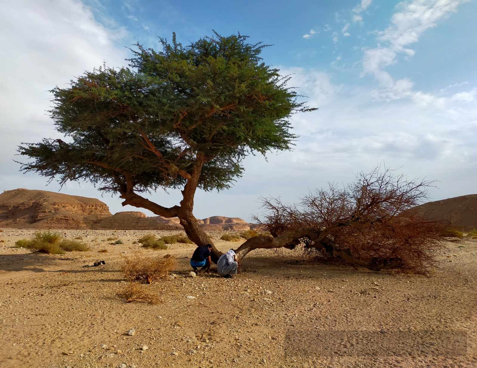 Acacia tree in Wadi Arada, southern Sinai, with two people resting beneath it on a wide gravel plain under a blue sky.