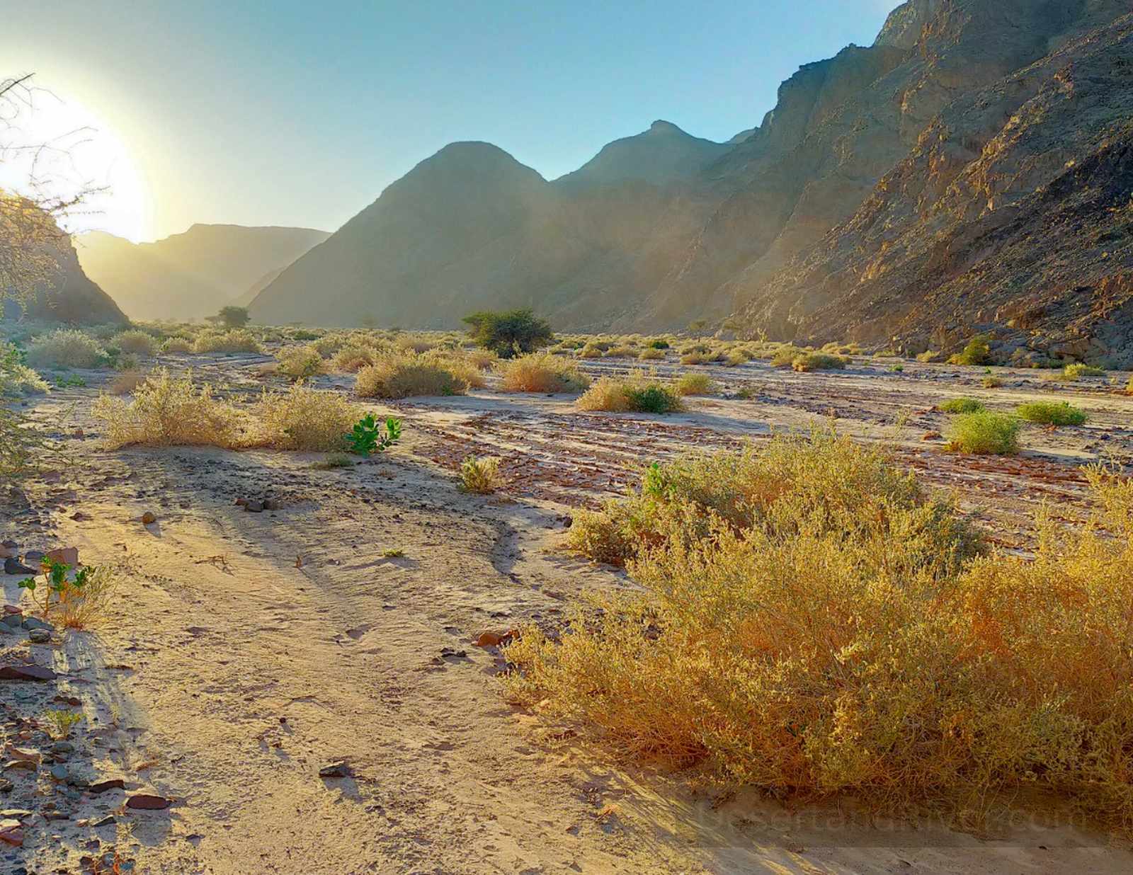 Wide desert valley in Wadi Gazhalla at golden hour, with scattered shrubs and rocky Sinai mountains in the distance.