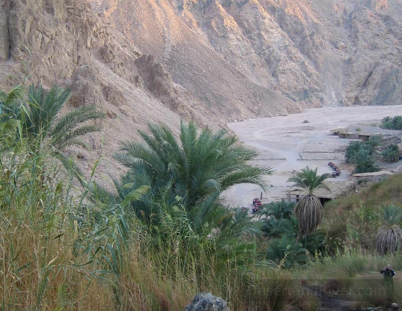 View across Wadi Gunai near Dahab in South Sinai, with palm trees and reeds in the foreground and rocky mountains beyond.