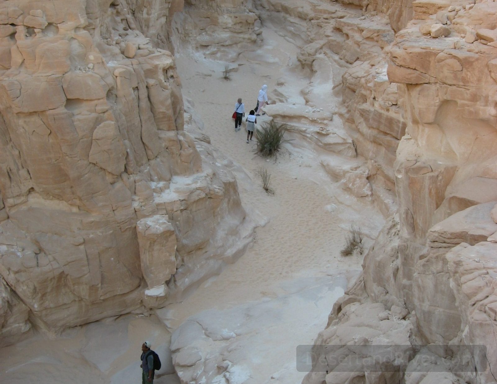 View down White Canyon in Sinai, with pale sandstone walls and hikers walking through the wide sandy gorge.